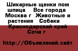 Шикарные щенки пом шпица  - Все города, Москва г. Животные и растения » Собаки   . Краснодарский край,Сочи г.